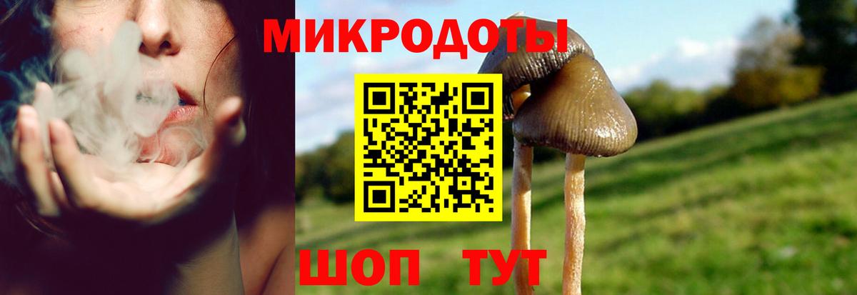 Псилоцибиновые грибы Psilocybe Кандалакша